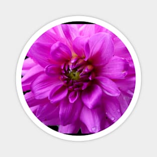 Purple Garden Dahlia Magnet